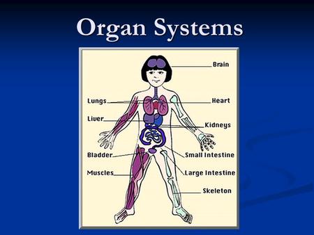Organ Systems.