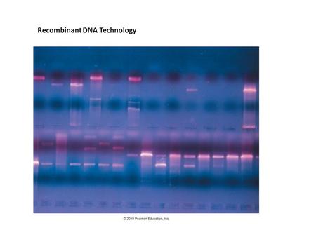 Recombinant DNA Technology. Recombinant DNA Technology combines DNA from different sources – usually different species Utility: this is done to study.