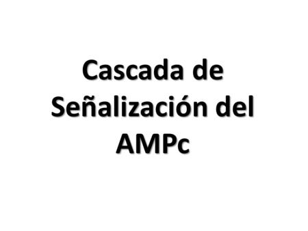 Cascada de Señalización del AMPc