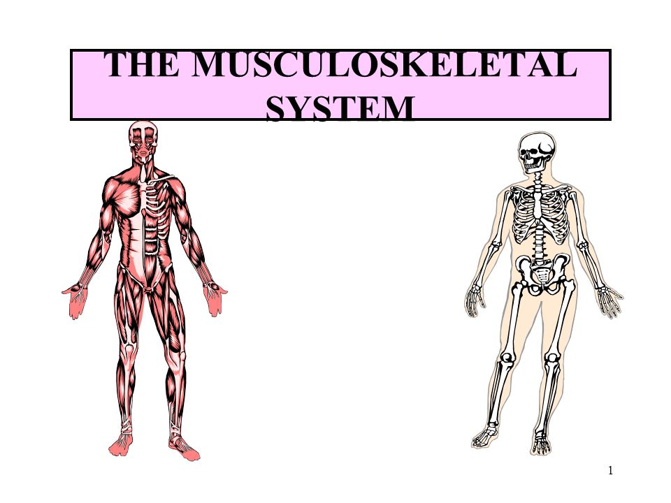 Resultado de imagen de musculoskeletal system