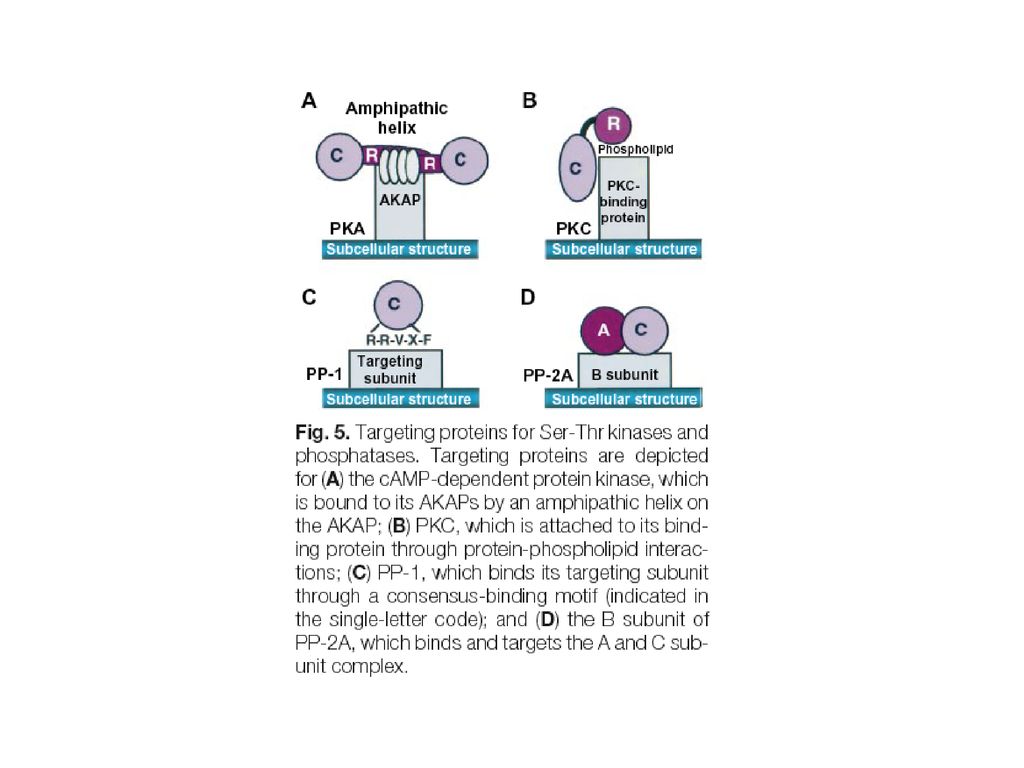 Figure 2 Protein Modules For The Assembly Of Signaling Complexes Ppt