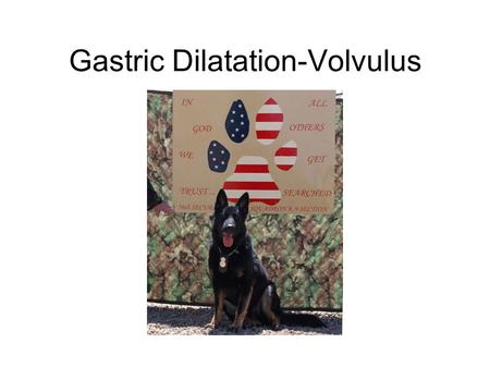 Gastric Dilatation-Volvulus. What is it? GDV is when the dog’s stomach bloats and twists. This is a life threatening disorder. –Fatality rate ranges from.