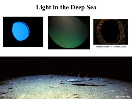 Light in the Deep Sea marinebio.org Photos courtesy of Heather Austin.