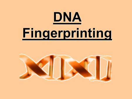 DNA Fingerprinting. Sources of human DNA at a crime scene? Body fluids: blood, semen, saliva, urine, faeces, vomit Tissues: skin, bone, hair, organs,