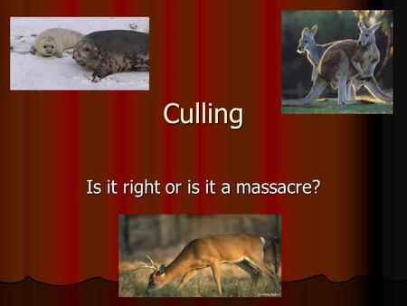 Culling Is it right or is it a massacre?. What is Culling? Webster's Dictionary definition says culling is.. Webster's Dictionary definition says culling.