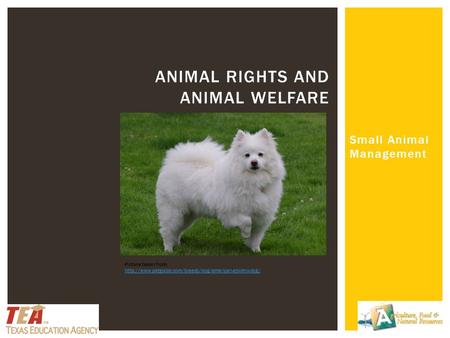 Small Animal Management ANIMAL RIGHTS AND ANIMAL WELFARE Picture taken from: