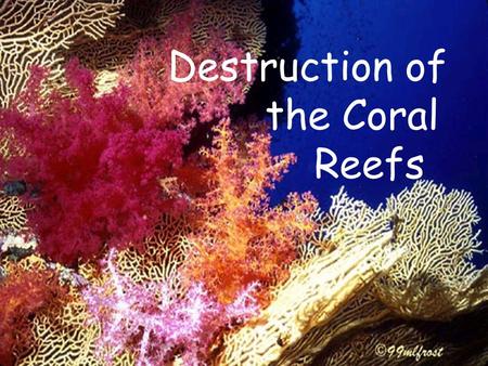 Destruction of the Coral Reefs