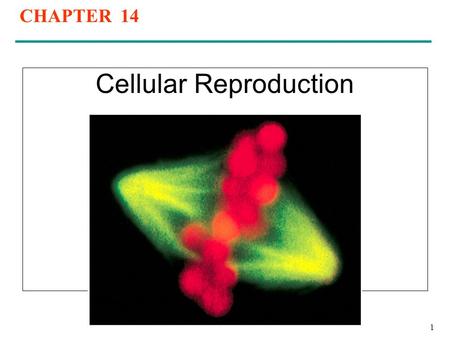 CHAPTER 14 Cellular Reproduction 1. Overview of the cell cycle DNA replication DNA Damage and repair Nuclear and Cell Division Regulation of the Cell.