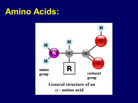 Amino Acids:. Peptide Bond * Elimination of water upon formation. * Peptide bond is flat.