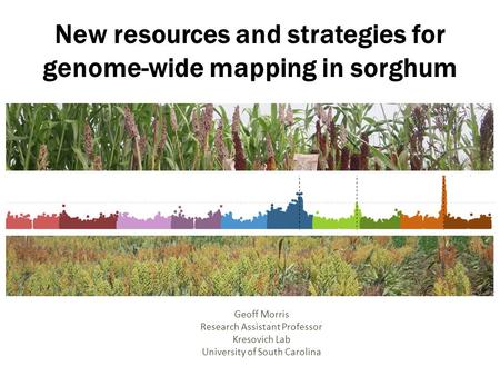 New resources and strategies for genome-wide mapping in sorghum Geoff Morris Research Assistant Professor Kresovich Lab University of South Carolina.
