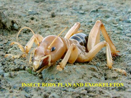 INSECT BODY PLAN AND EXOSKELETON. PHYLOGENY Myriapoda Chelicerata Hexapoda Crustacea (crabs, lobsters, barnacles) Pauropoda Diplopoda (millipedes) Chilopoda.
