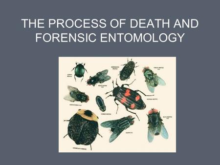 THE PROCESS OF DEATH AND FORENSIC ENTOMOLOGY. The Process of Death Pathologist determines time of death Pretty accurate if body found within first 24.