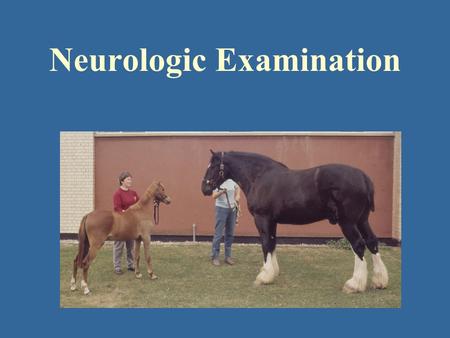 Neurologic Examination. Head Neck & forelimbs Trunk & hindlinbs Tail & anus Gait & posture Ancillary aids.