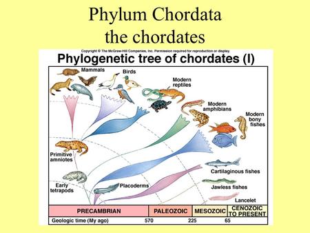 Phylum Chordata the chordates