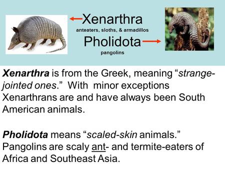 Xenarthra anteaters, sloths, & armadillos Pholidota pangolins Xenarthra is from the Greek, meaning “strange- jointed ones.” With minor exceptions Xenarthrans.