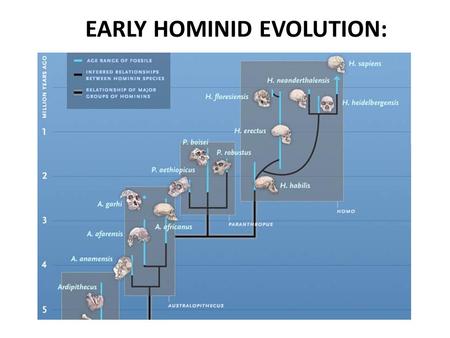 EARLY HOMINID EVOLUTION: