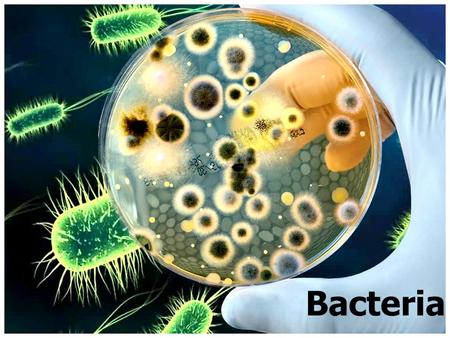 Bacteria. Living Microscopic Microscopic Unicellular Earliest Prokaryotic Cells DO NOT nucleus organelles – They DO NOT contain a nucleus or membrane.