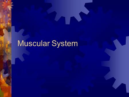 Muscular System Functions of Muscles  Produce movement  Maintain posture  Stabilize joints  Generate heat.
