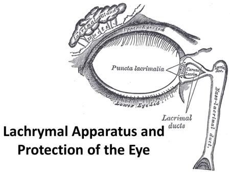Lachrymal Apparatus and Protection of the Eye. JACKIE PETER D11A012 ANIMALS PHYSIOLOGY 1 ( DVT 1033) UNIVERSITI MALAYSIA KELANTAN FACULTY OF VETERINARY.