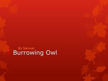 Burrowing Owl By Samuel. Physical Characteristics  Burrowing owls are 10 inches long. Burrowing owls weigh 6 ounces. Burrowing owls have brown spotted.