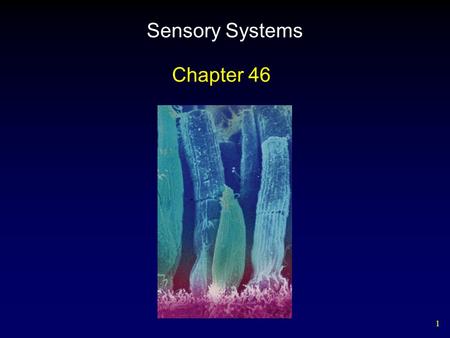 Sensory Systems Chapter 46.