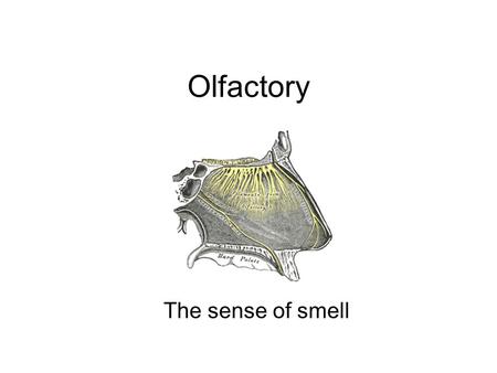 Olfactory The sense of smell Olfactory Bulbs The olfactory bulbs relay sensory signals to the olfactory tract. small axons from the olfactory epithelium.