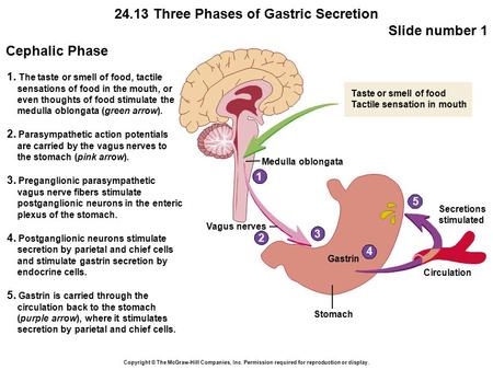 24.13 Three Phases of Gastric Secretion Slide number 1 Copyright © The McGraw-Hill Companies, Inc. Permission required for reproduction or display. 1.