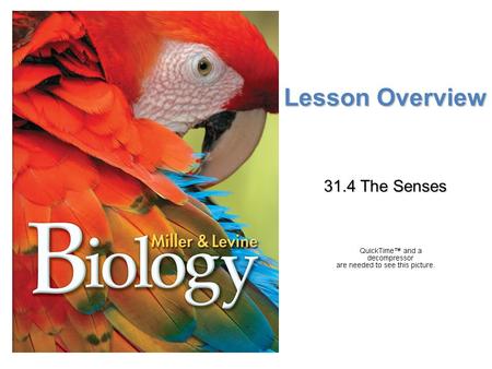 Lesson Overview 31.4 The Senses.