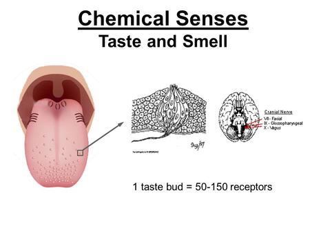 Chemical Senses Taste and Smell 1 taste bud = 50-150 receptors.