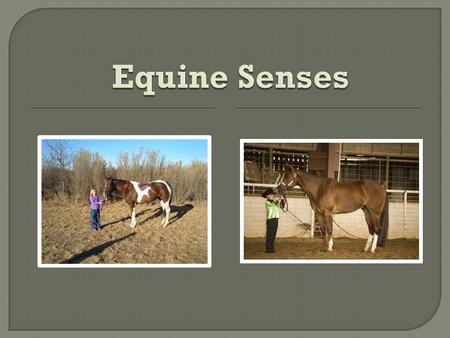  How did horses survive over the years? Hiding Running away  Tools developed in the past are Evident in the reactions of the horse today.