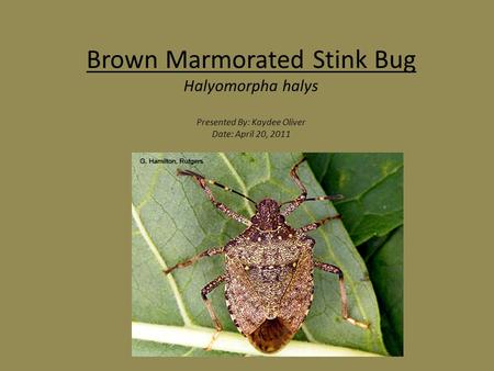 Brown Marmorated Stink Bug Halyomorpha halys Presented By: Kaydee Oliver Date: April 20, 2011.