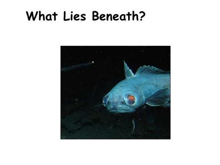 What Lies Beneath?. It has been said that the deep oceans are the last unexplored region of Earth. So, there are probably a lot of organisms living there.