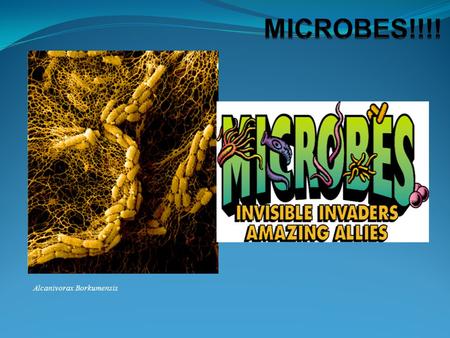 MICROBES!!!! Alcanivorax Borkumensis.