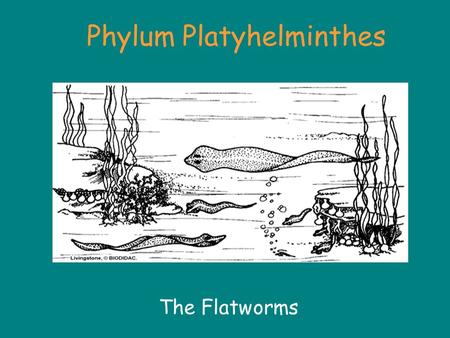 Phylum Platyhelminthes The Flatworms. Phylum Platyhelminthes About 20,000 species »About 80% of parasites are from this phylum Divided into three major.