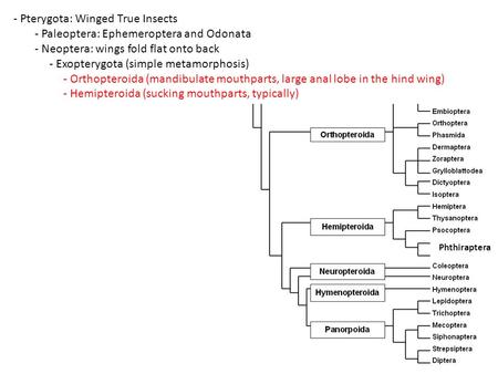 - Pterygota: Winged True Insects - Paleoptera: Ephemeroptera and Odonata - Neoptera: wings fold flat onto back - Exopterygota (simple metamorphosis) -