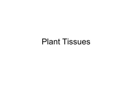 Plant Tissues.