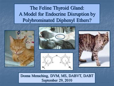 The Feline Thyroid Gland: A Model for Endocrine Disruption by Polybrominated Diphenyl Ethers? Donna Mensching, DVM, MS, DABVT, DABT September 29, 2010.