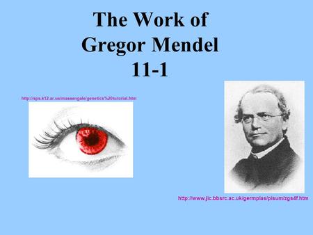 The Work of Gregor Mendel 11-1