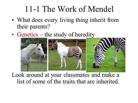 11-1 The Work of Mendel What does every living thing inherit from their parents? Genetics – the study of heredity Look around at your classmates and make.