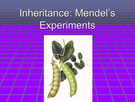 Inheritance: Mendel’s Experiments. Ideas on Inheritance Before Mendel  Pangenesis  Particles in the body are transmitted to the reproductive cells 