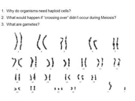 1.Why do organisms need haploid cells? 2.What would happen if “crossing over” didn’t occur during Meiosis? 3.What are gametes?