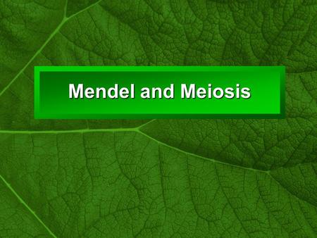 Slide 1 Mendel and Meiosis. Slide 2 Mendel: An Austrian Monk Why offspring resemble their parents? Why offspring resemble their parents? Pea plants to.