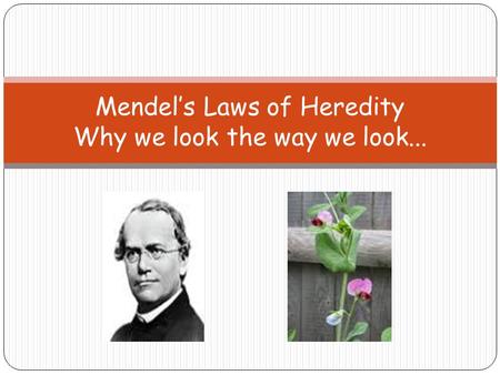 Mendel’s Laws of Heredity Why we look the way we look...