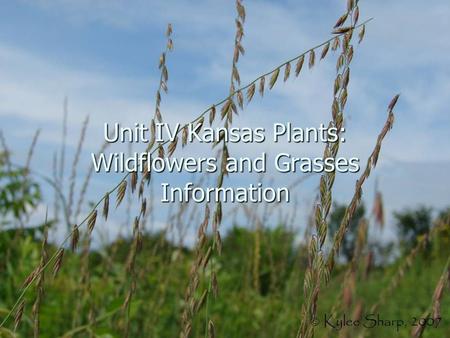 Unit IV Kansas Plants: Wildflowers and Grasses Information.