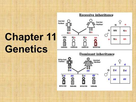 Chapter 11: Genetics. When told to, put the PTC paper on your tongue PTC, or phenylthiourea, is an organic compound having the unusual property of either.