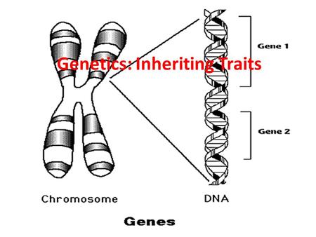 Genetics: Inheriting Traits. I. Inheriting Traits A. An organism characteristics is the collection of many traits inherited from its parent(s) 1. Heredity-