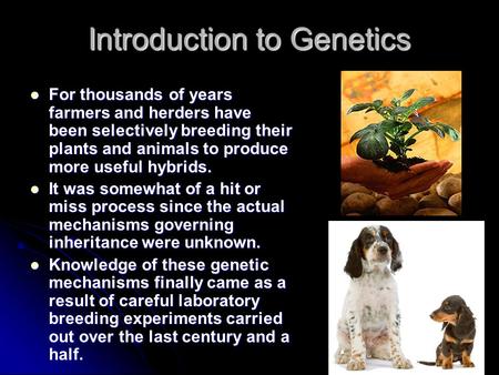 Introduction to Genetics For thousands of years farmers and herders have been selectively breeding their plants and animals to produce more useful hybrids.