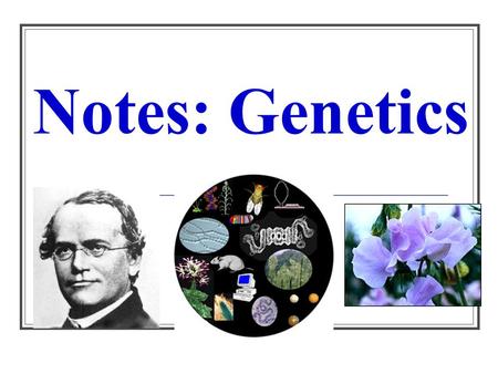 Notes: Genetics. What is Genetics? Genetics = the scientific study of heredity how traits r passed from parents 2 offspring Offspring - the children or.