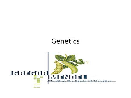 Genetics. Heredity- passing of traits from parent to offspring Traits- hair color, eye color, height, etc. (are like your parents) -characteristics that.
