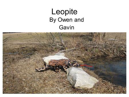Leopite By Owen and Gavin. Habitat The Leopite lives in tall trees in the Congo Basin Rain forest. The animals that live close by are Armadillos, Beetles.